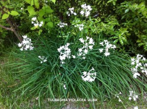 Tulbaghia violacea 'Alba'